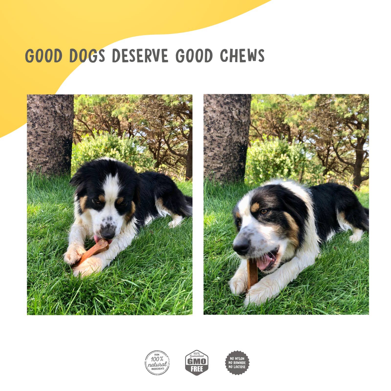 PLUTOS CHEWS - Wholesale Pet Treats - Dog - Dog Dental Chew Cheese & Chicken L (15)10