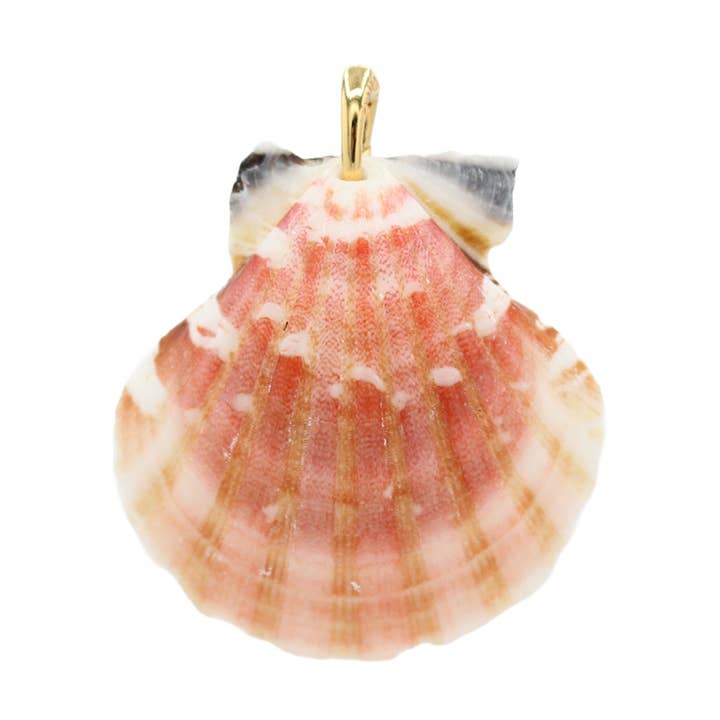 Shell Pendant - Size Medium for wholesale by Moliko LLC.