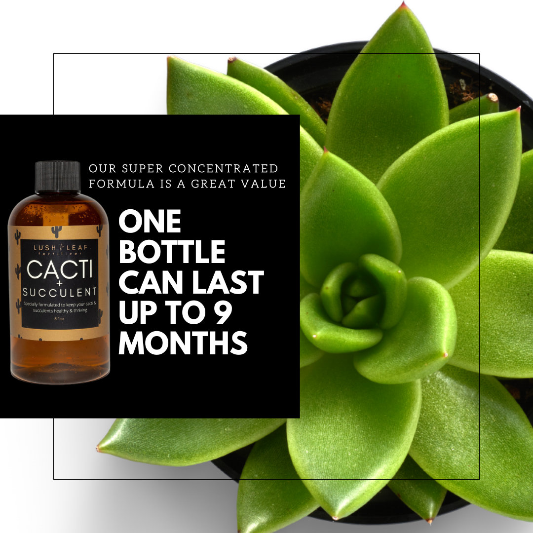 Lush Leaf - Wholesale Fertilizer - Cacti & Succulent Plant Food8