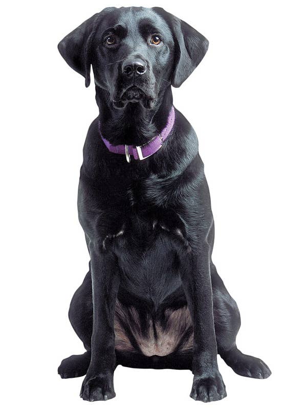 Autocollant vinyle noir Lab pour la vente par Paper House Productions