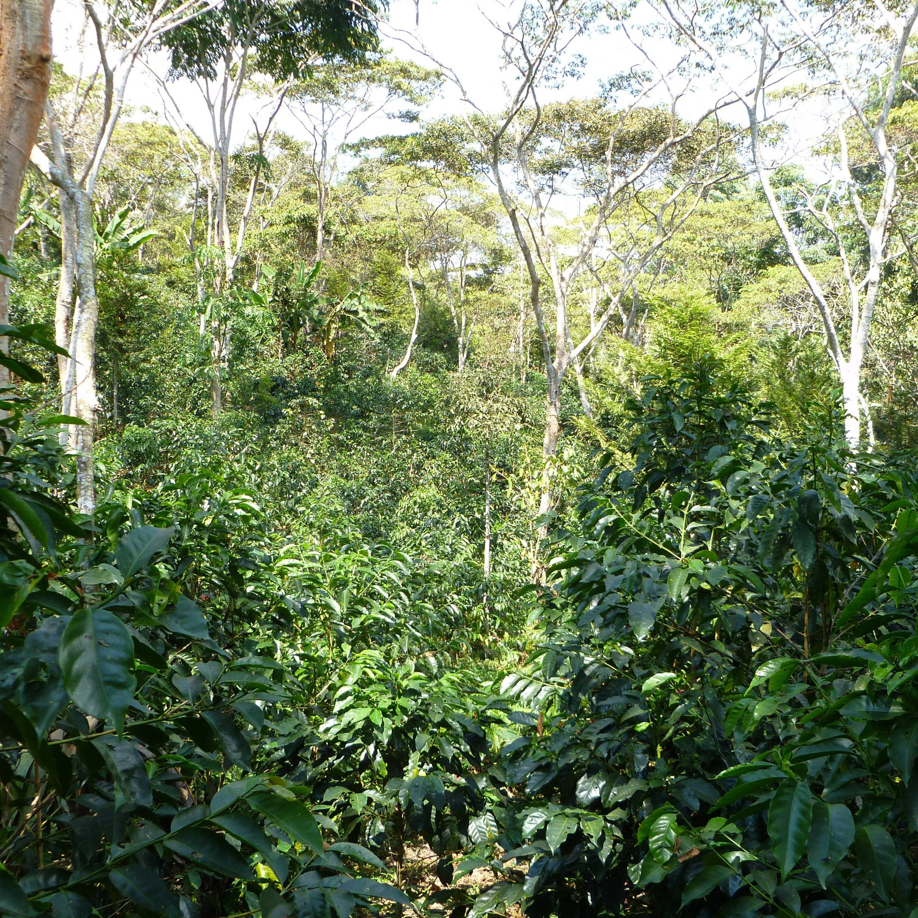 ALLPECO - Vente Grains de café - Café Bio/SPP Pérou "Chanchamayo"4