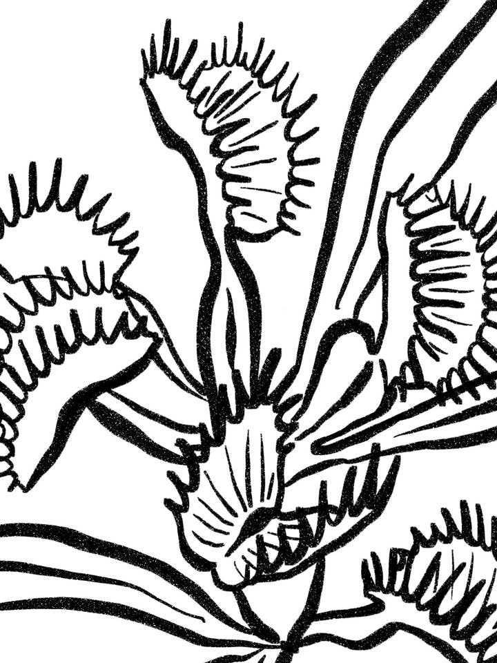 Venus Fly Trap Art Print, 5x7 in. for wholesale by liadelyonart
