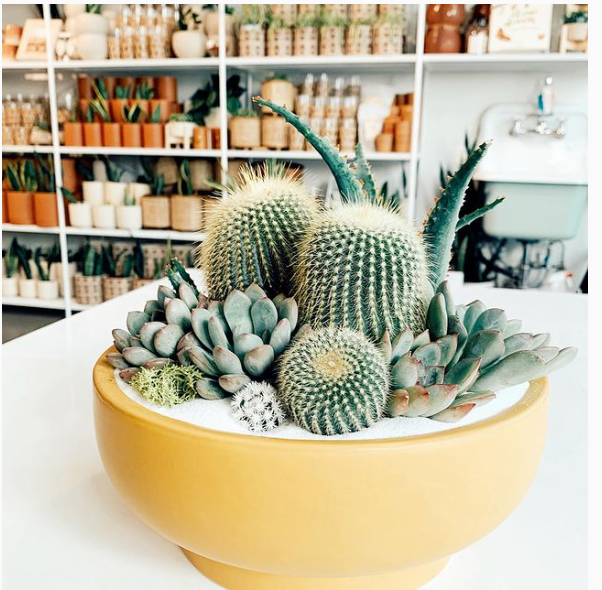 Momma Pots - Wholesale Plant Pot - 9" Pedestal Home and Garden Bowls18