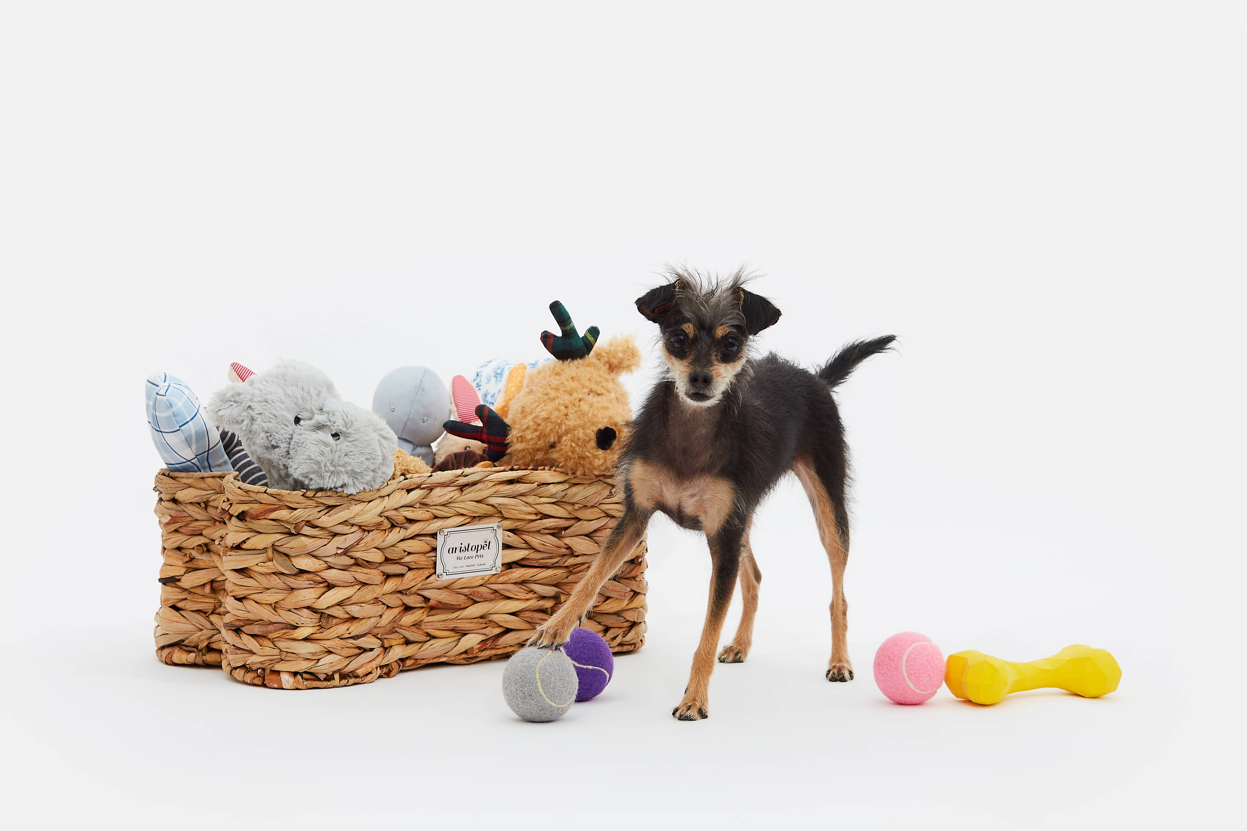 ARISTOPET - Vendita all'ingrosso Portagiocattoli per animali - Cesta porta giocattoli per animali a forma di osso6