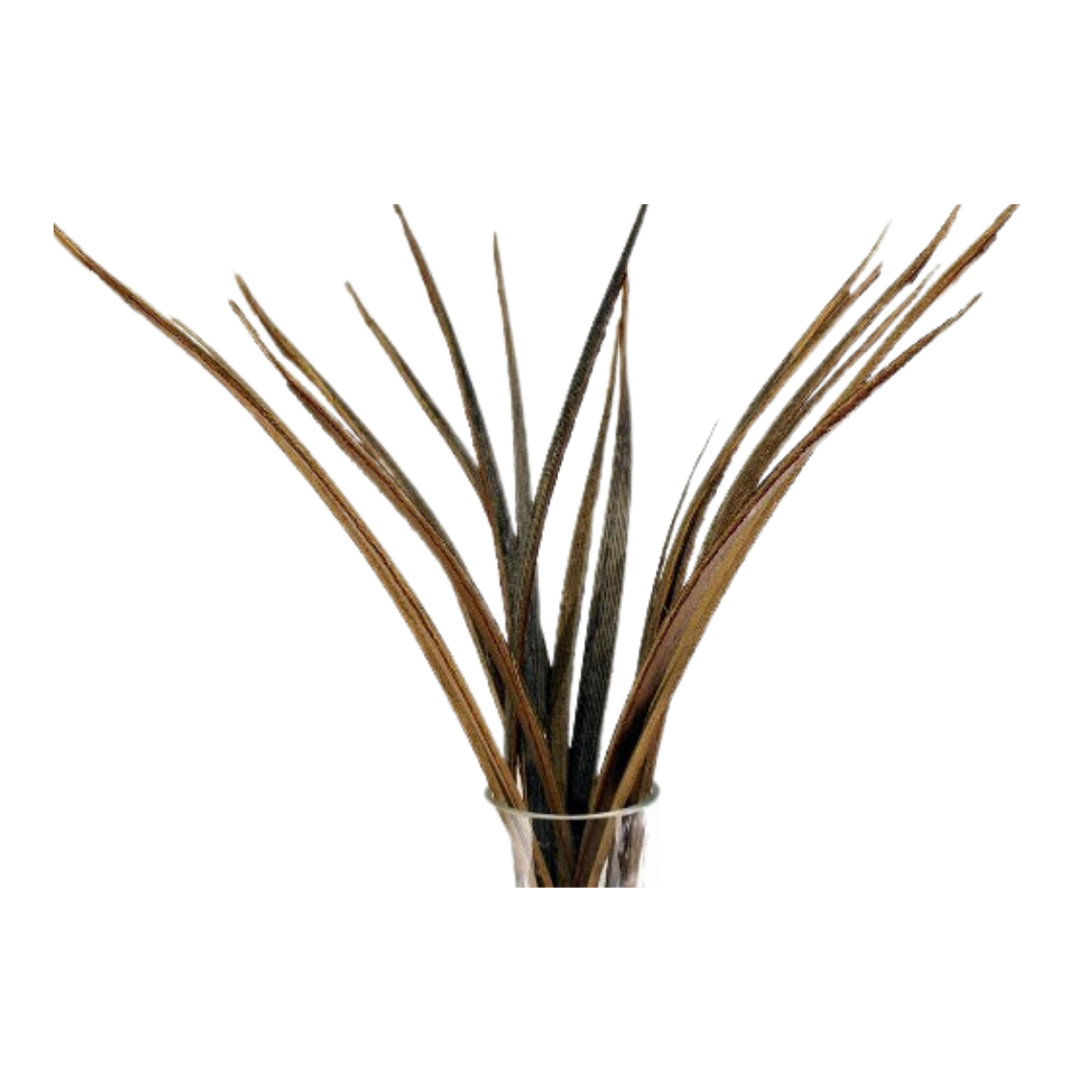 Botanico Ltd. - Wholesale Dried/Pressed Flowers - Coco Grass0