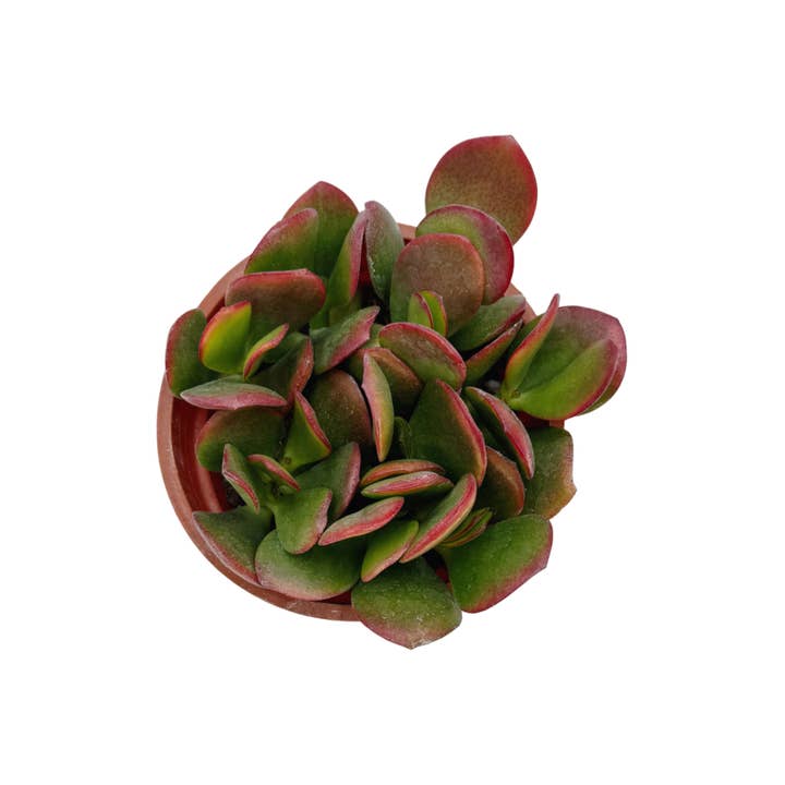 Succulent Wholesale - Wholesale Succulent - Golden Jade | 4 inch | Crassula ovata ‘Hummel’s Sunset’