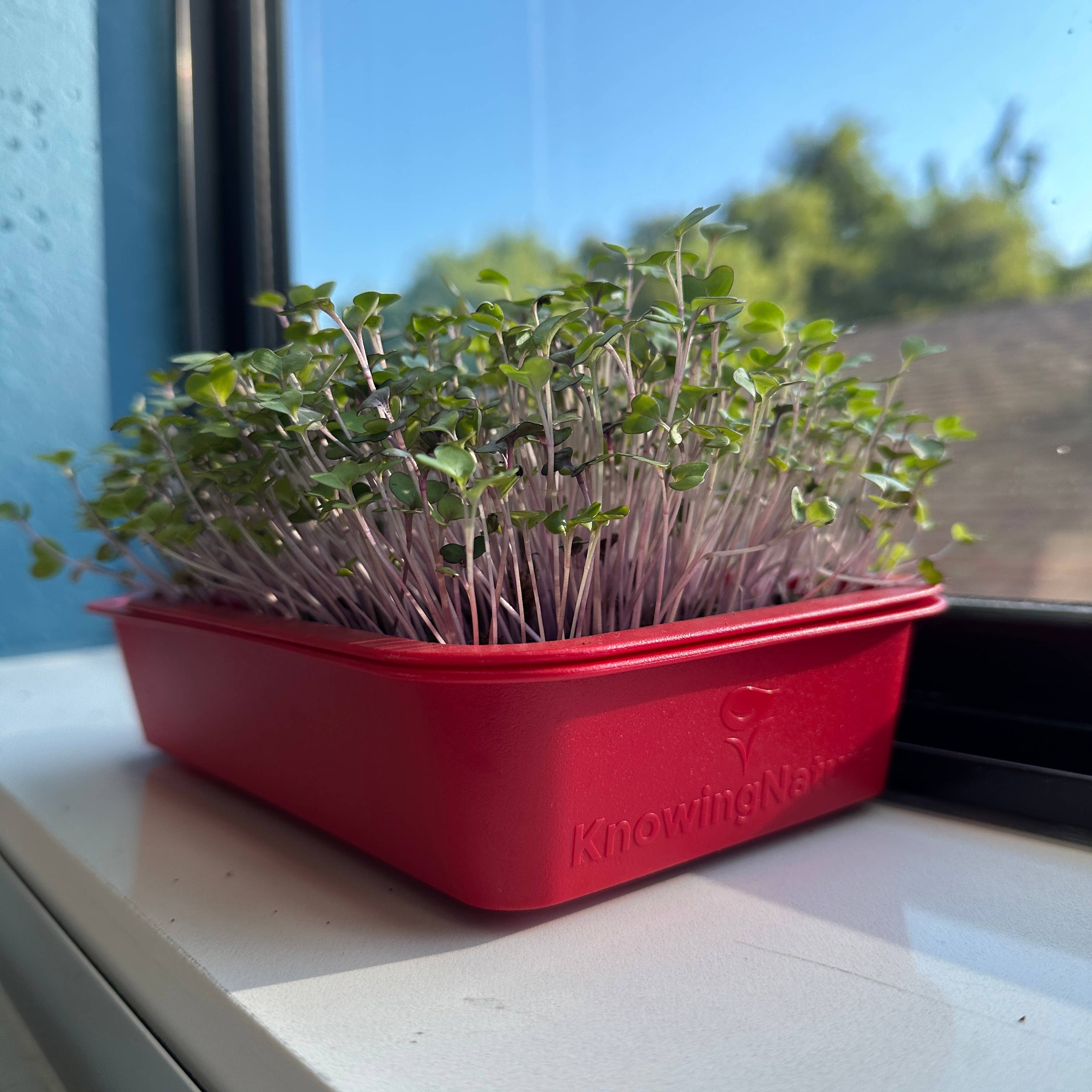 Knowing Nature - Wholesale Planter Box - Indoor Windowsill Microgreens Planters 17