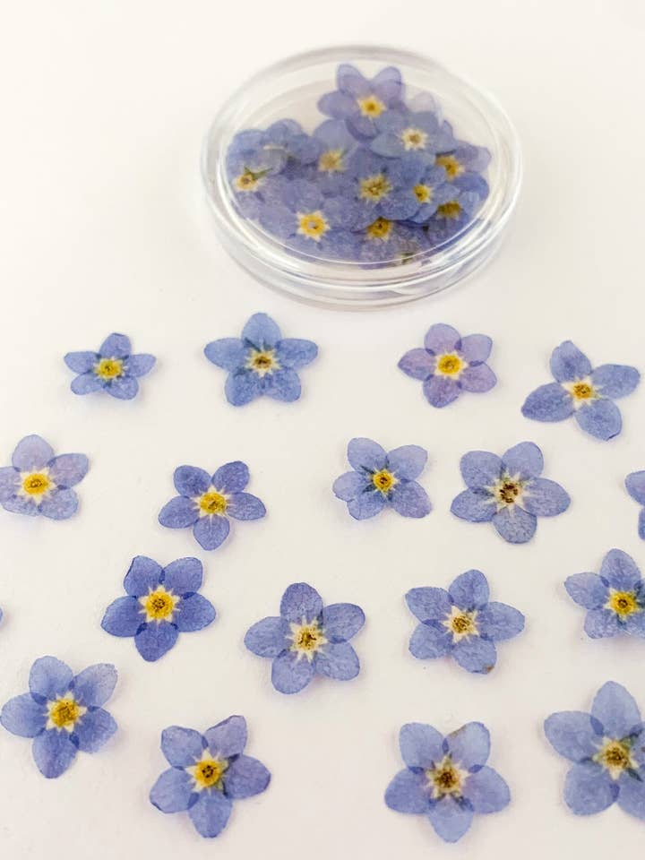 Dried Pressed Forget Me Nots 20 pcs Pot for wholesale by The Glitter Hut