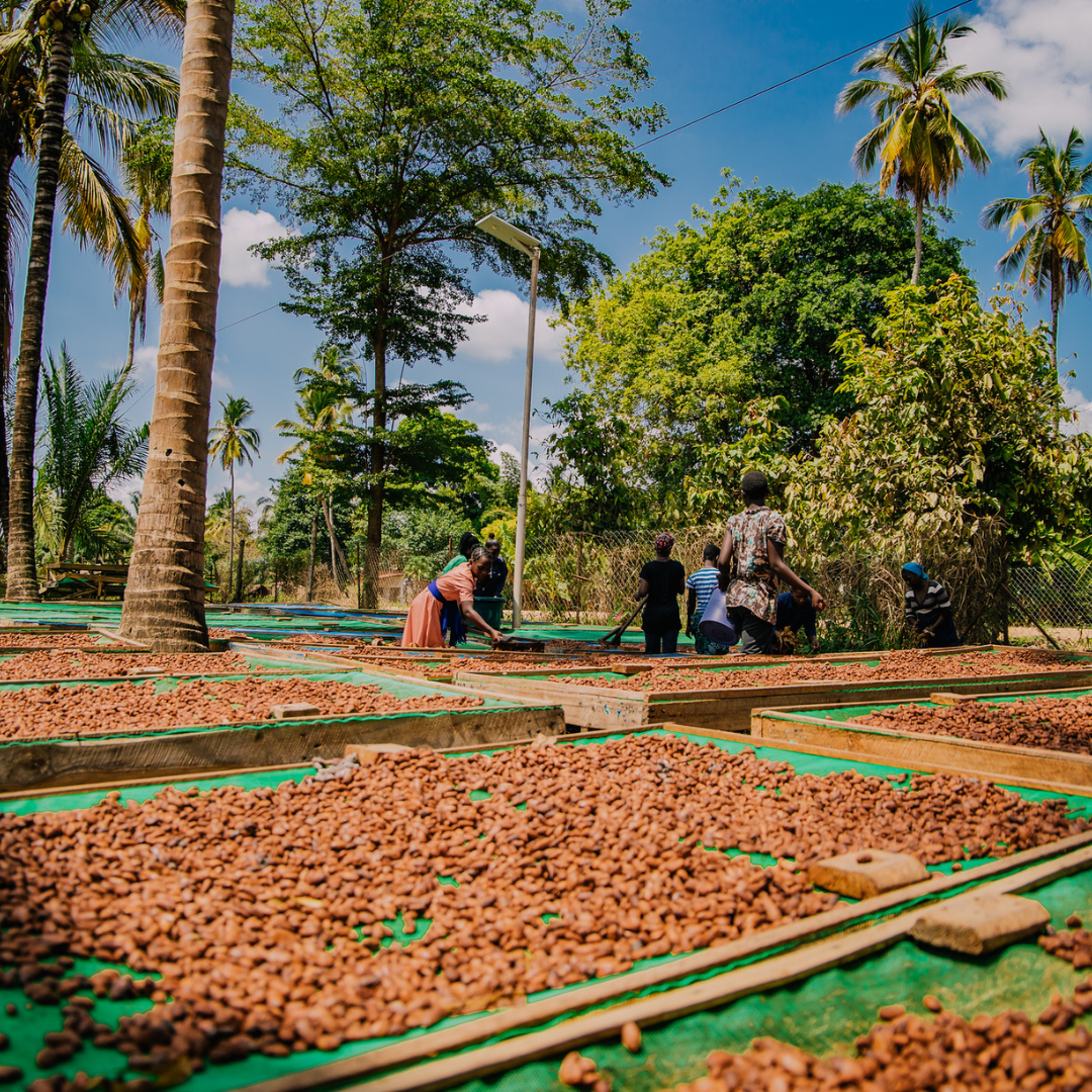 Moruga Cacao - Wholesale Hot Cocoa Mix/Kit - Udzungwa Tanzania 🇹🇿 - BIO5