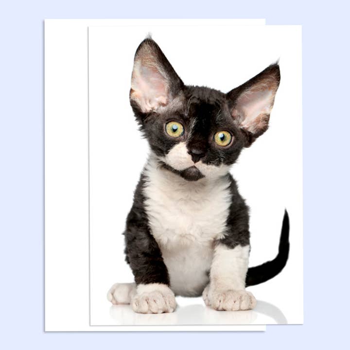 Carte de vœux d'amitié "Tout Ouïe" pour la vente par Northern Exposure