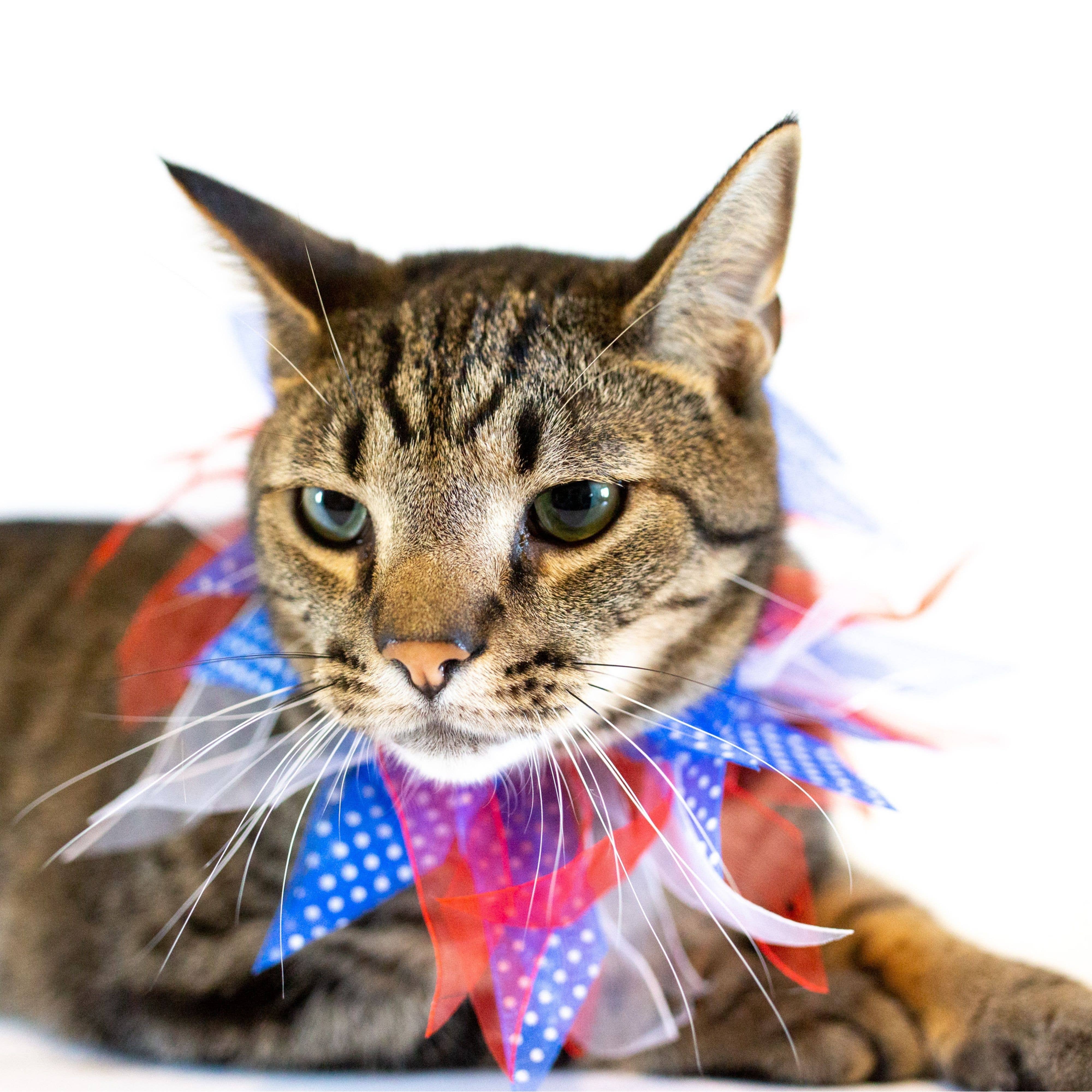 Midlee Designs - Wholesale Pet Collar - Dog - Midlee Patriotic Dots 4th of July Decorative Dog Collar2