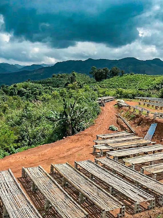 Yunnan Xishuangbanna Guiben natural for wholesale by Quichapa Coffee