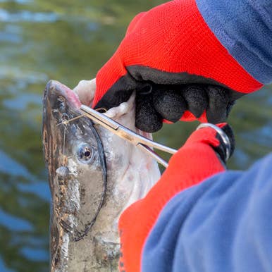 Smiths - Wholesale Kitchen Tool/Gadget - 6.5" Fly Fishing Forceps4