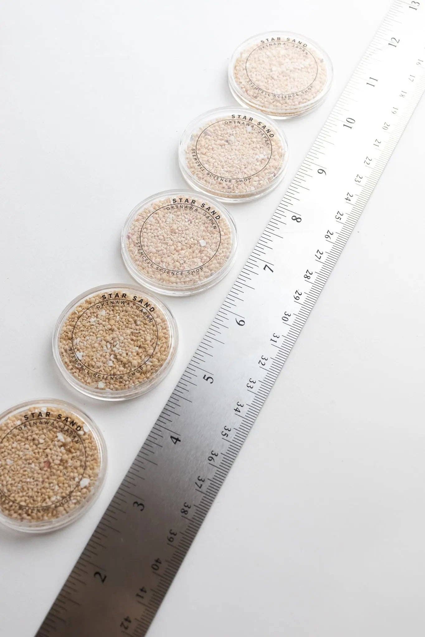 Stemcell Science Shop – wholesale Dekorativt bordsobjekt – Japanskt stjärnsand från Okinawa i rund akrylbehållare5