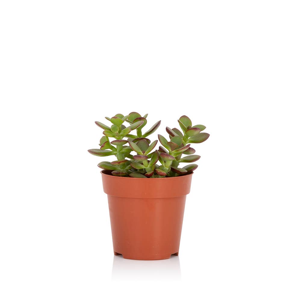 The Little Botanical – wholesale Succulent – Crassula8