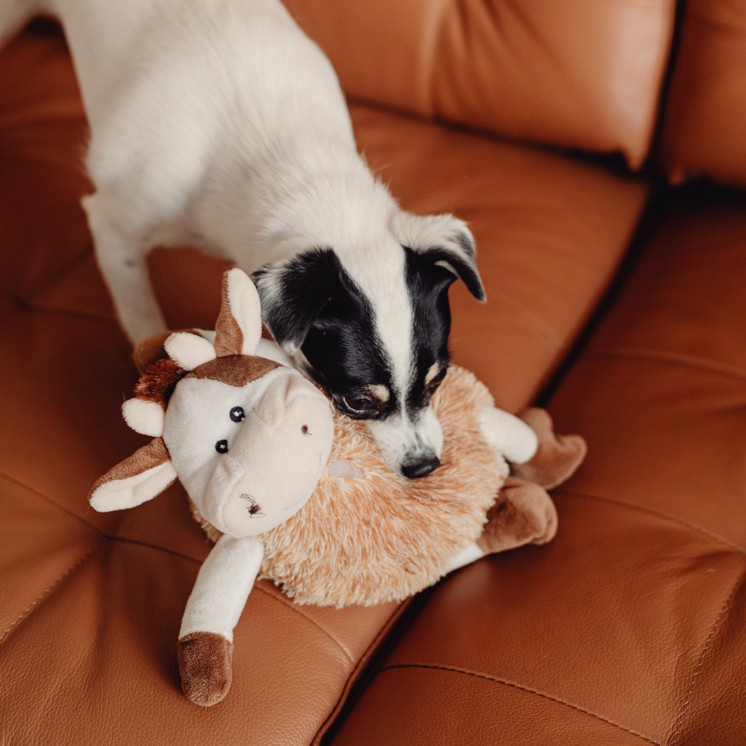 Masco Beauty - Wholesale Room & Linen Spray - Home Spray for Dog Lovers – Scent for Pet-Friendly Homes4