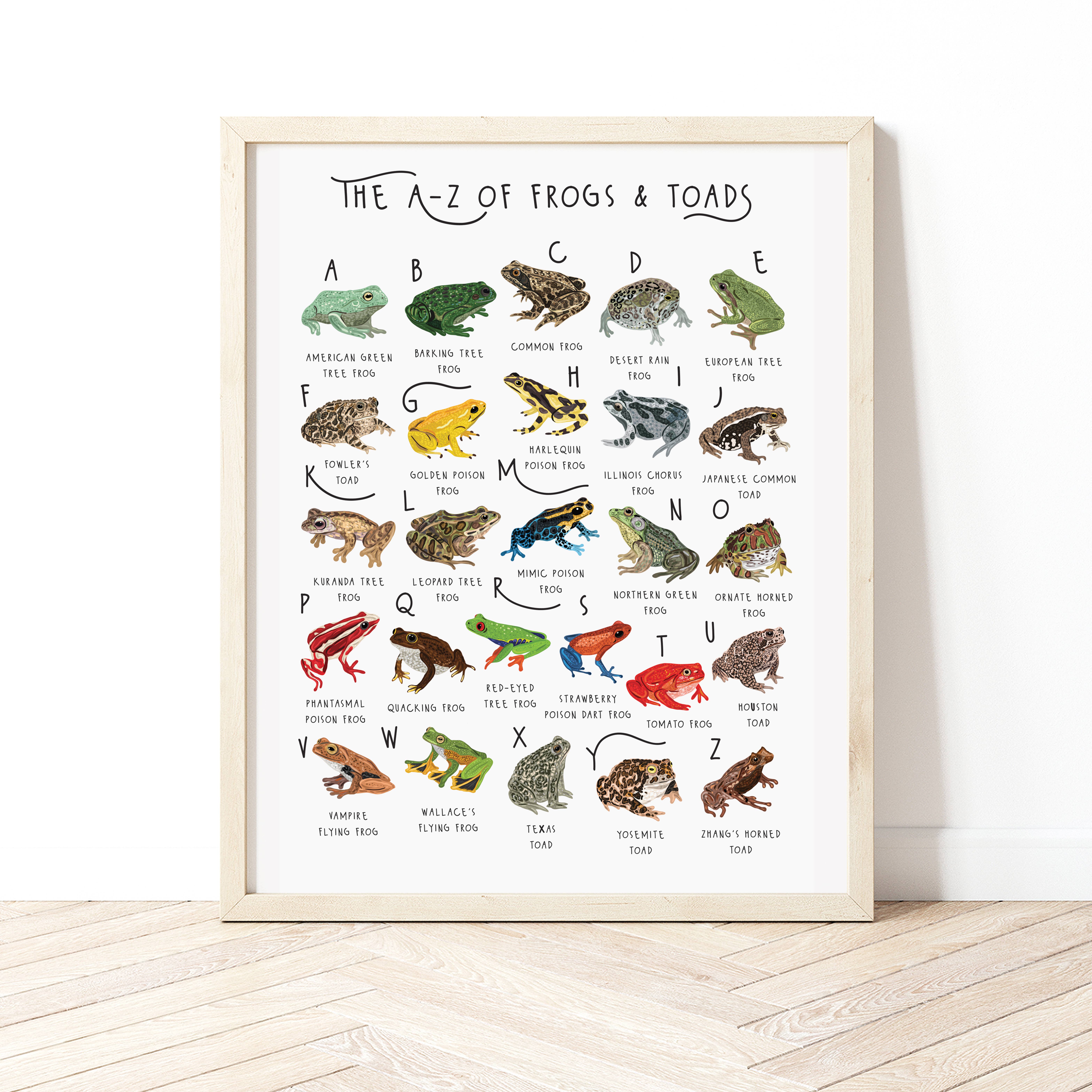 Bea Baranowska Illustration – wholesale Art print – The A-Z of Frogs & Toads Print