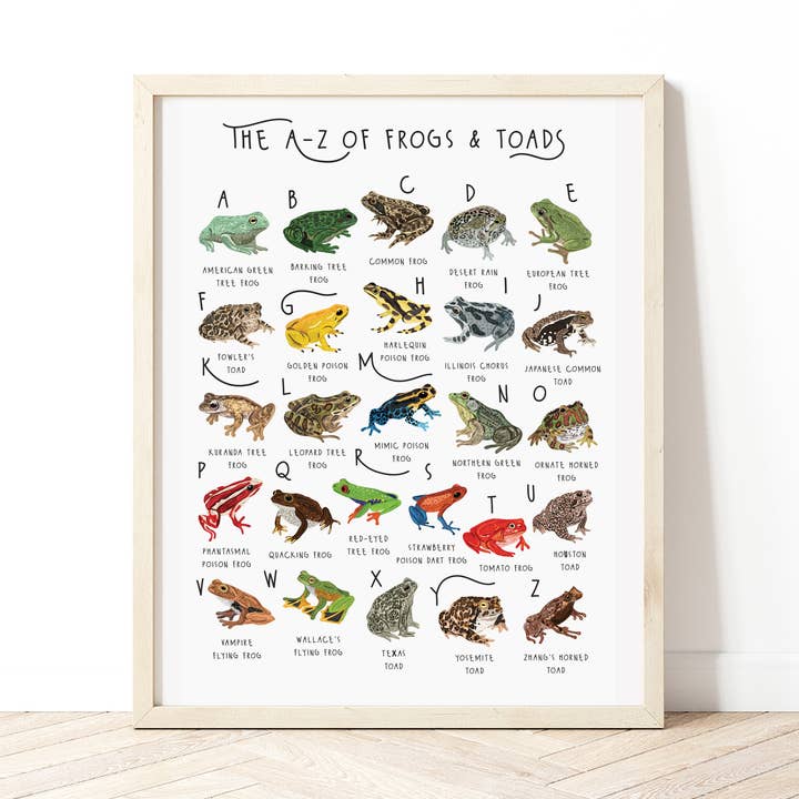 Bea Baranowska Illustration – wholesale Art print – The A-Z of Frogs & Toads Print0