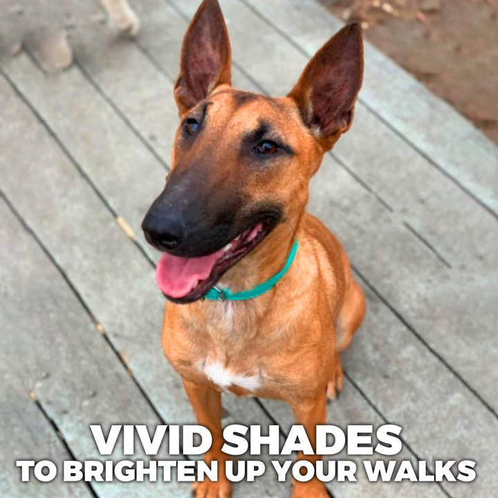 WAUDOG - Wholesale Pet Collar - Dog - Glamour Reinforced Rolled Leather Collar With Metal Clasp10