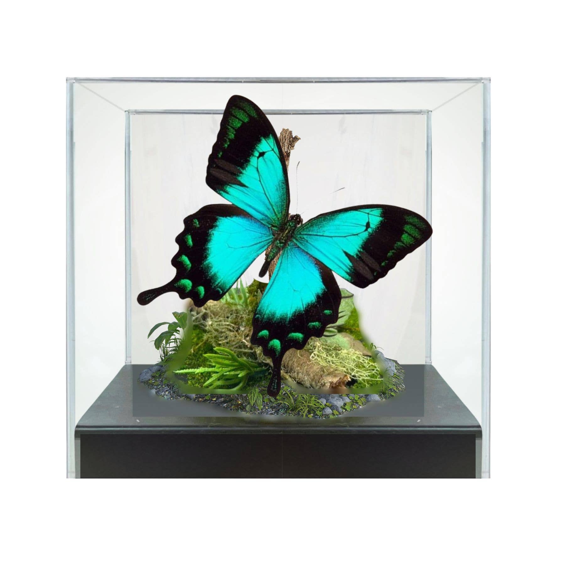 Instar Innovations - Vendita all'ingrosso Decorazioni da tavolo - Diorama di vera farfalla coda di rondine blu/verde - 6x6x6 pollici1