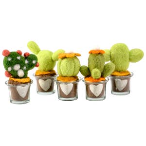 Mix 10 succulentes/cactus 2.5'' — Cactus en Ligne