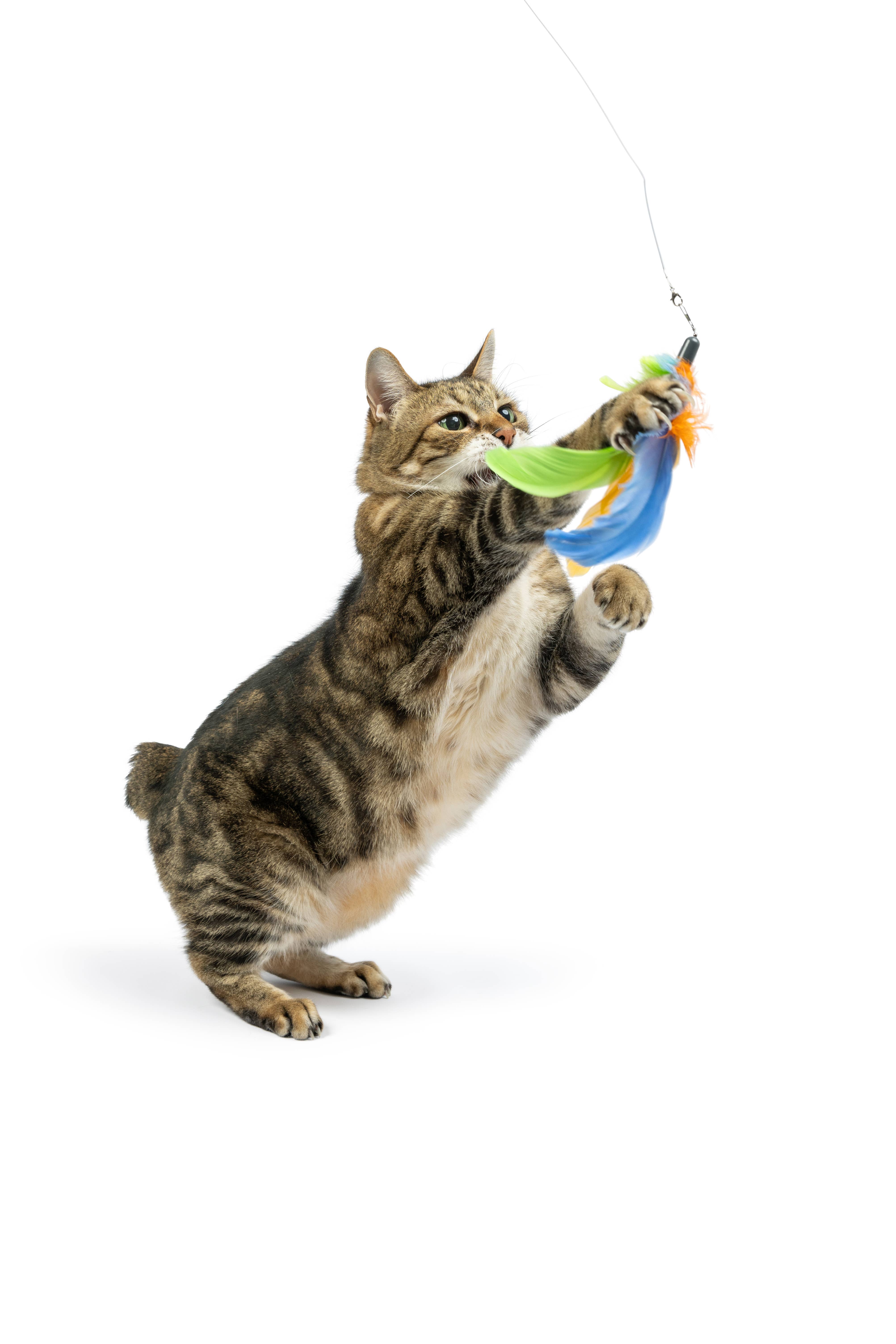 Huxley & Kent - Wholesale Pet Toy - Cat - Teaser Sour Scratch Wand Cat Toy4