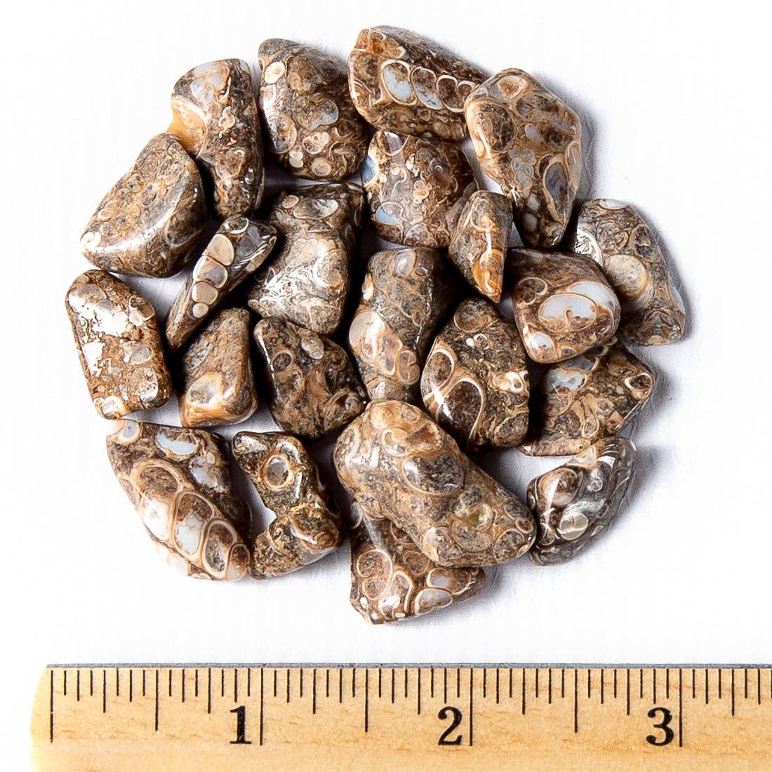 Tree of Life Gems - Wholesale Spiritual Stone/Crystal - Small Tumbled Turritella Agate2