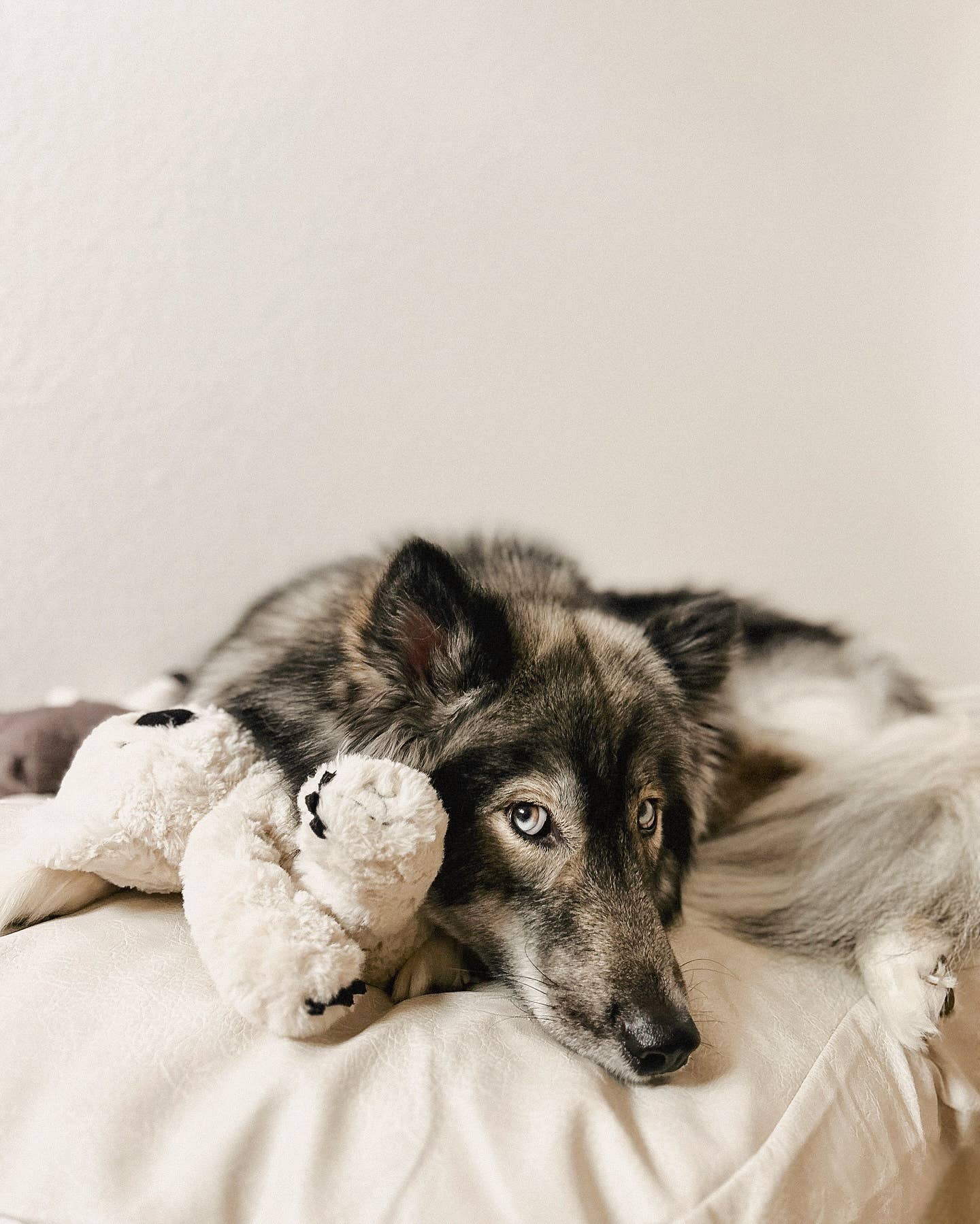 Fur Elise Pets - Wholesale Pet Plush Toy - Dog - Koko Maxi Plushie16