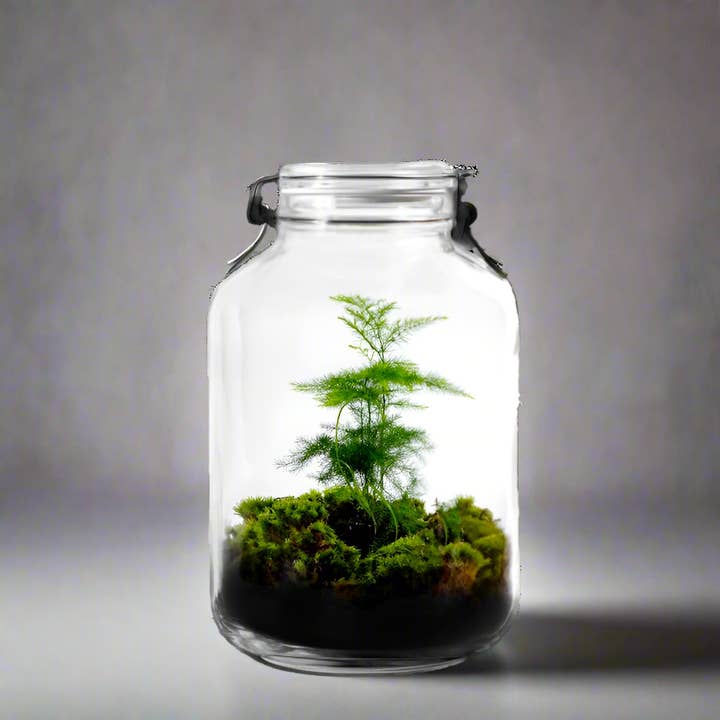 Gaia Terrarium mit Spargelpflanze für den Großhandel von Growing Concepts