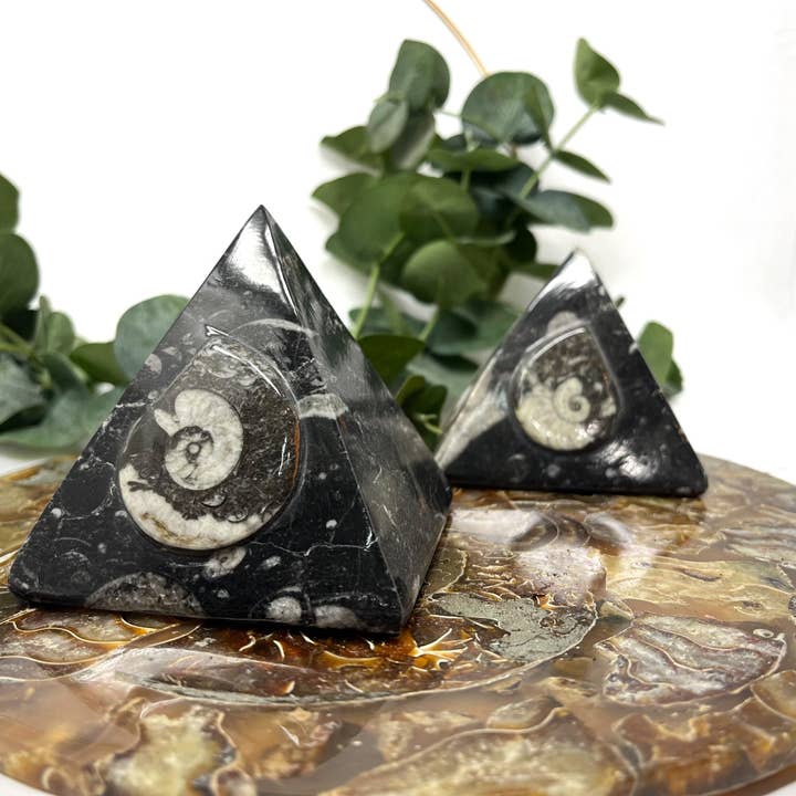The Crystal Tabby - Wholesale Spiritual Stone/Crystal - Fossil Pyramid2