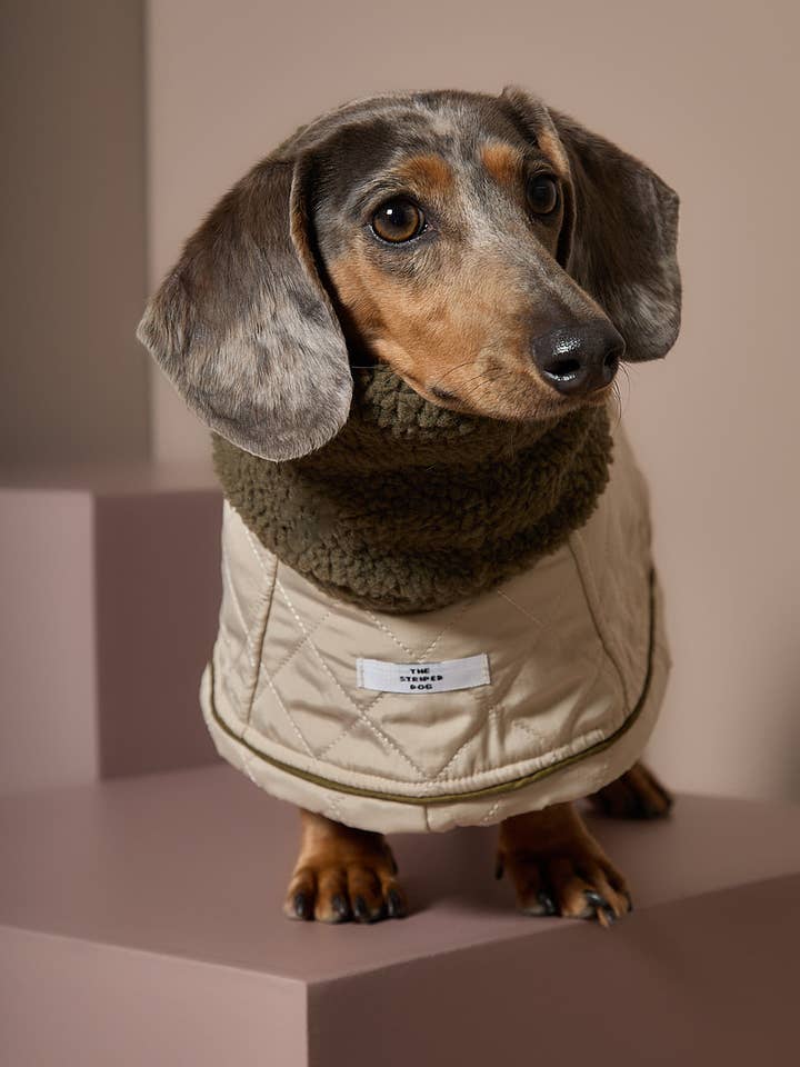 Dackel Beige Rollkragenmantel REH für den Großhandel von The Striped Dog