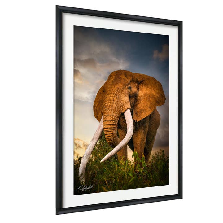Grand Éléphant Tusker - Art de Safari - Toile Encadrée pour la vente par Clifton Haley Photography