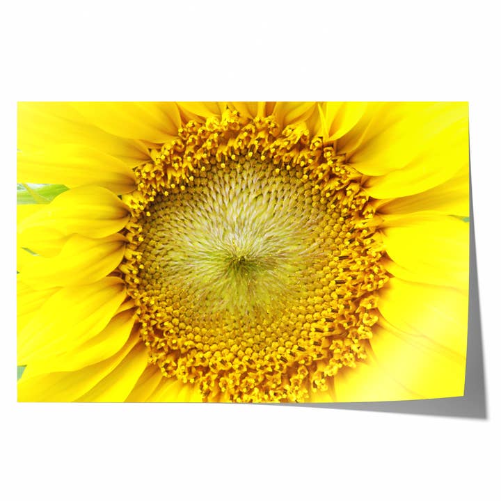 Sonnenblume | Fine Art Fotografie Druck für den Großhandel von Natasha Riha Photography