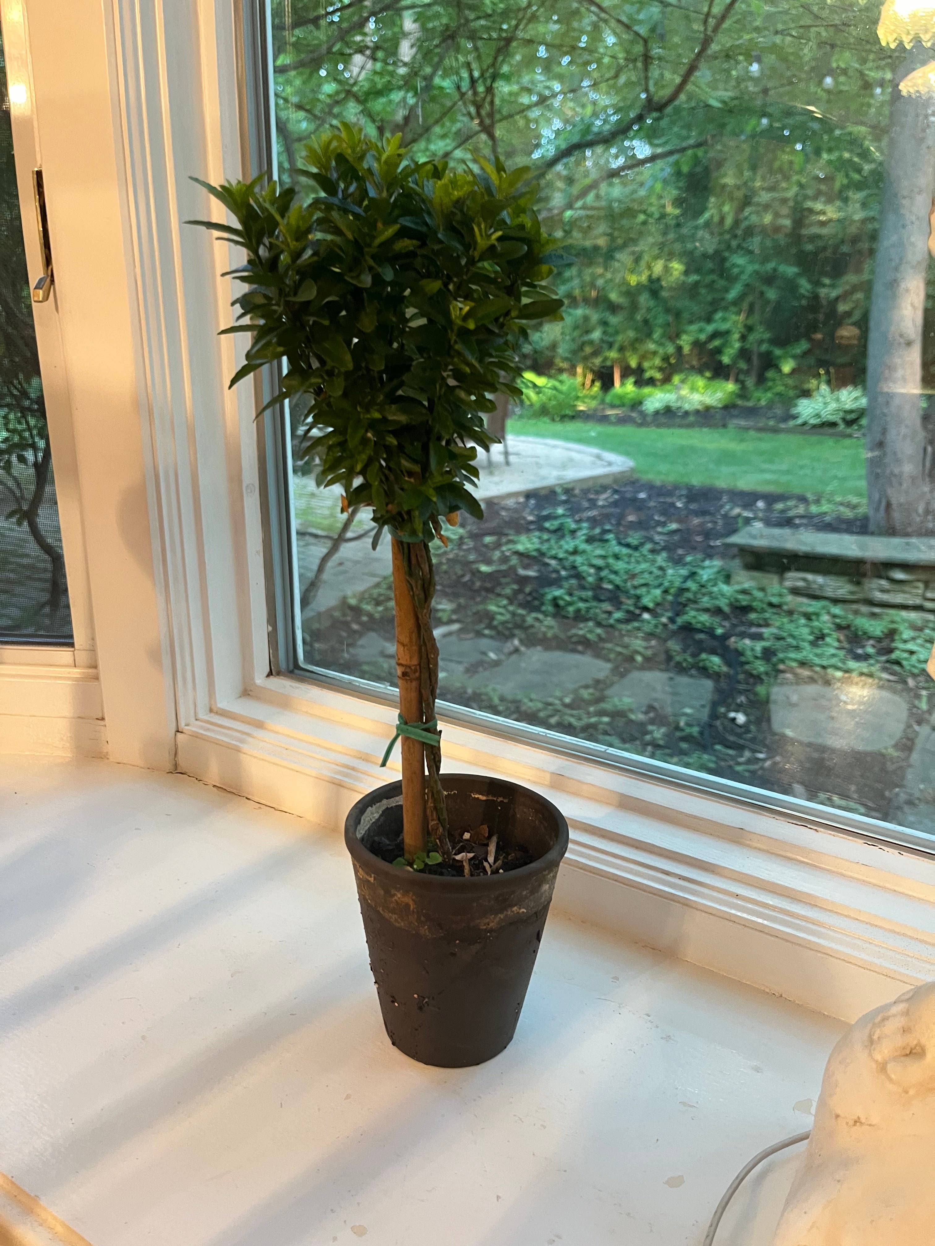 Sunrise Topiaries - Wholesale Live Plant - Live Euonymus Topiary in 4 inch pot4