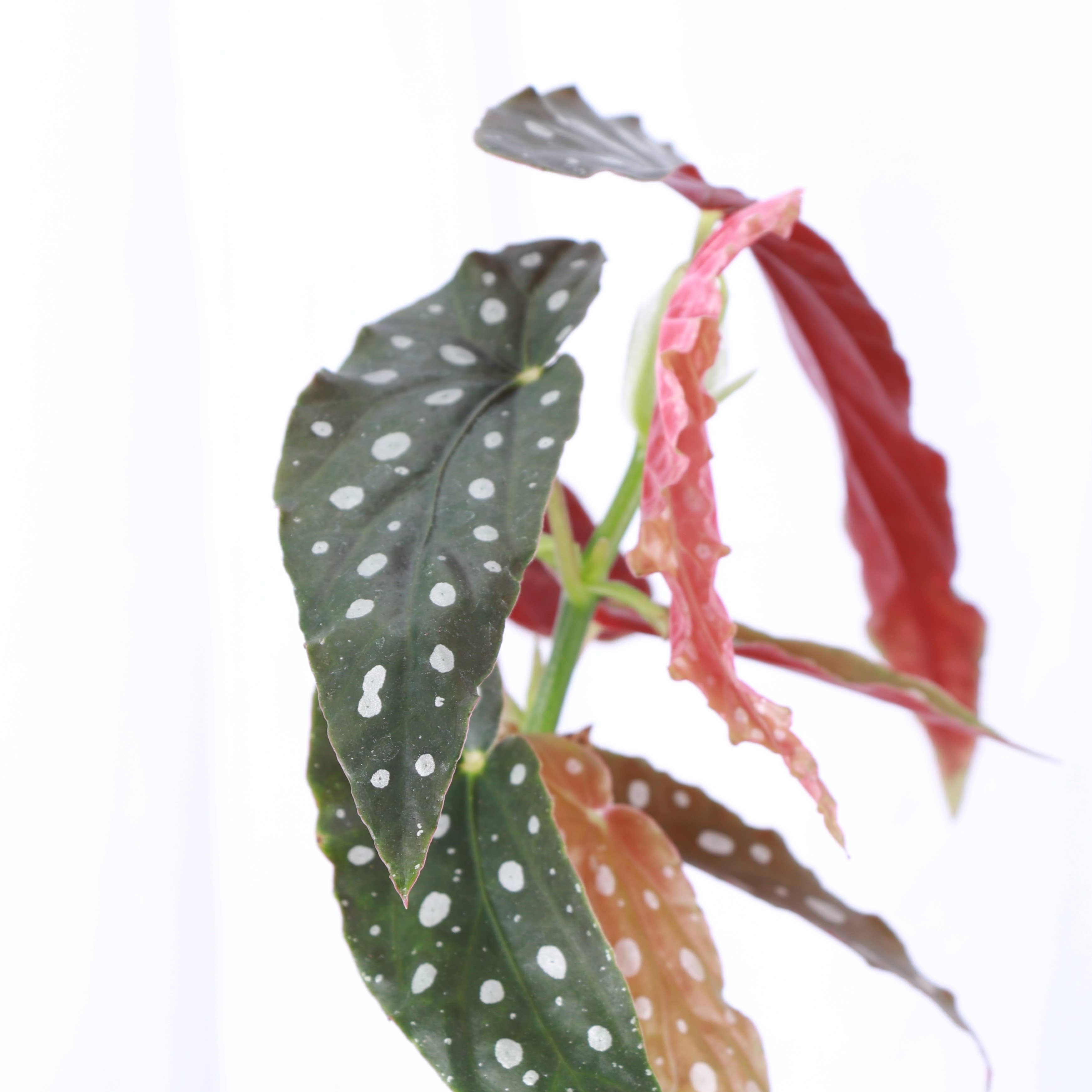 Thorsen's Greenhouse - Wholesale Live Plant - Begonia Maculata - Polka Dot Plant - 4" Live Plant8