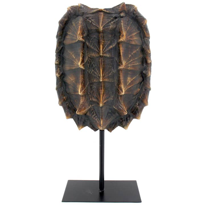 Modern World by Contrast Inc. - Wholesale Decorative Tabletop Object - Snapping Turtle Shell Trophy