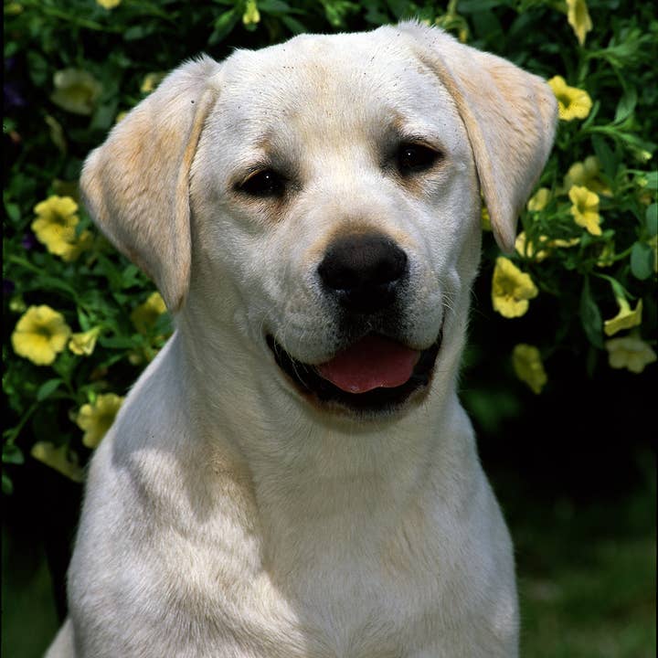 Best of Breed Products – Großhandel Flagge – Gelber Labrador - CEFK Welcome Photo Gartenflagge0