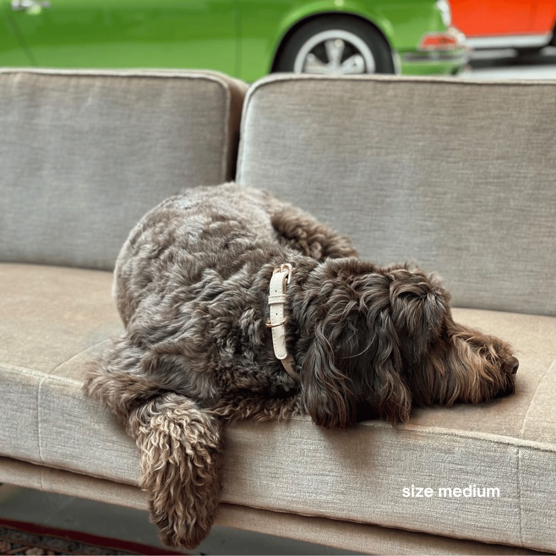 ST ARGO - Wholesale Pet Collar - Dog - COLLAR - Taupe2