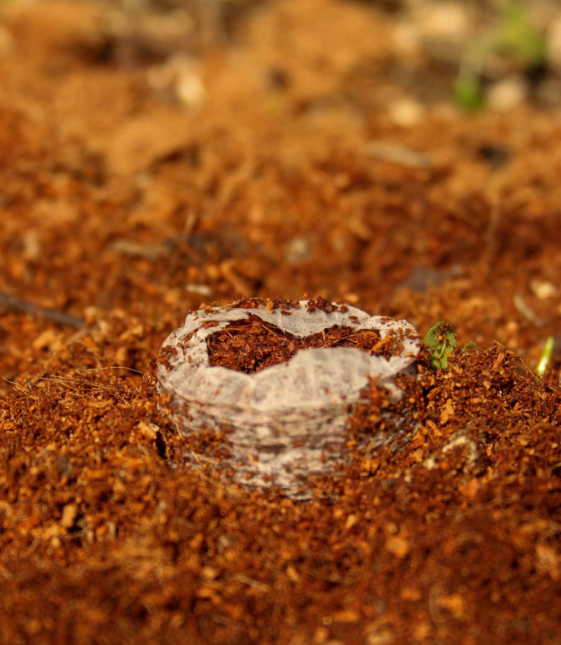 CoirProducts.co.uk of Salike Limited – wholesale Plant seeds – 32 mm Coir Coins | Coir Pellets For Germination Seeds6