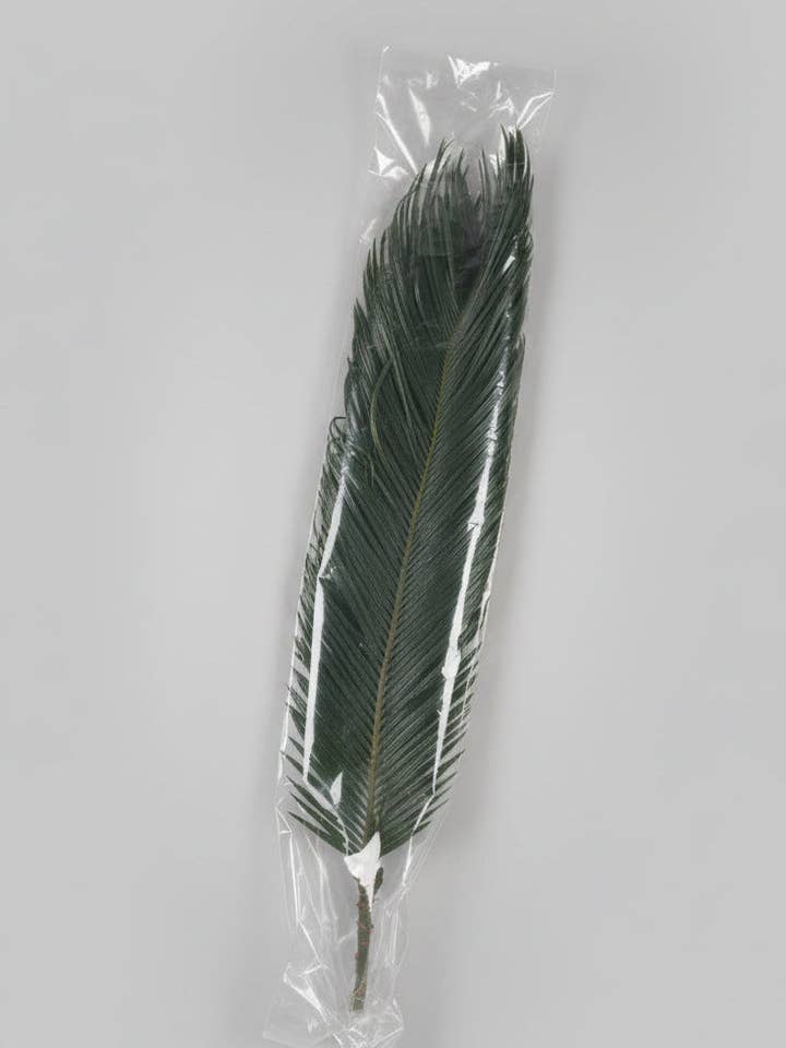 Sago Palm Leaves - Fresh Florida Greenery (50 Stems/Box) - Wholesale Available for wholesale by Backwoods Foliage