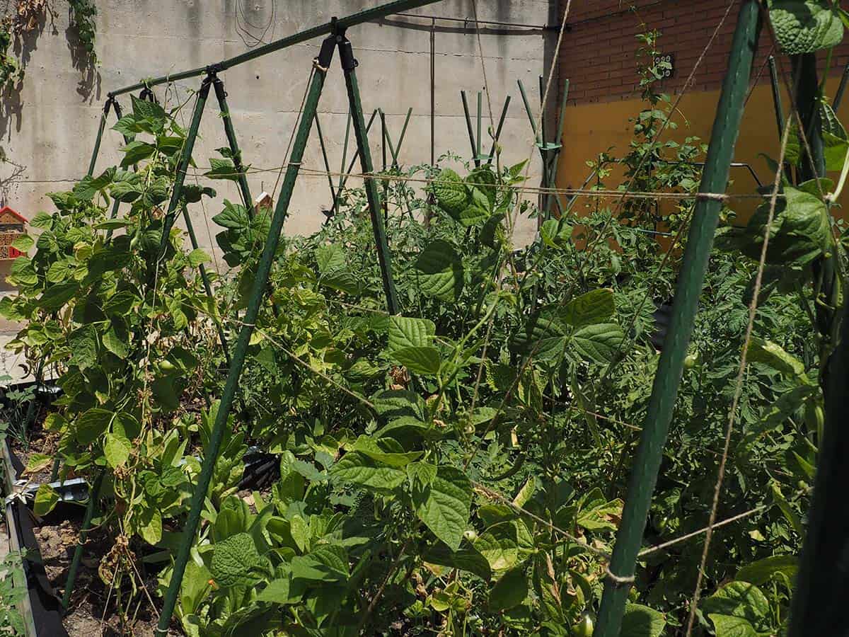 JARDIN Y NATURA OUTDOOR & GARDEN PRODUCTS SL - Wholesale Trellis - Support for climbing plants - UPBEANS2