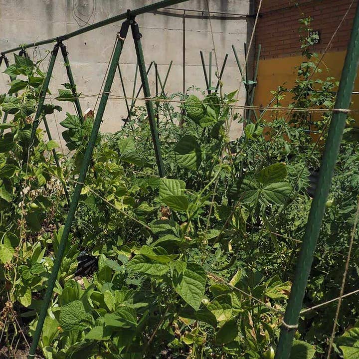 JARDIN Y NATURA OUTDOOR & GARDEN PRODUCTS SL - Wholesale Trellis - Support for climbing plants - UPBEANS2