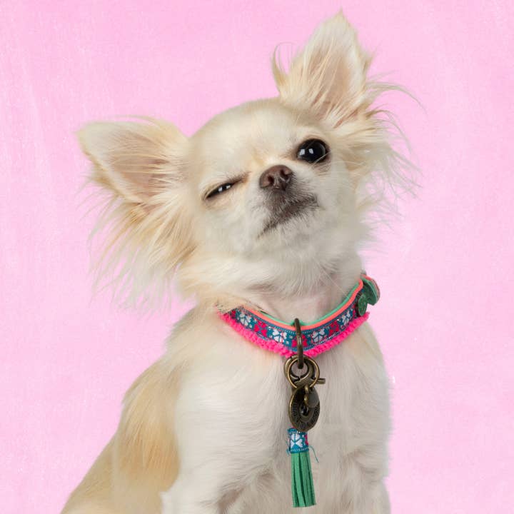 Collar para perros Molly Mini para venta al por mayor de Dog with a Mission