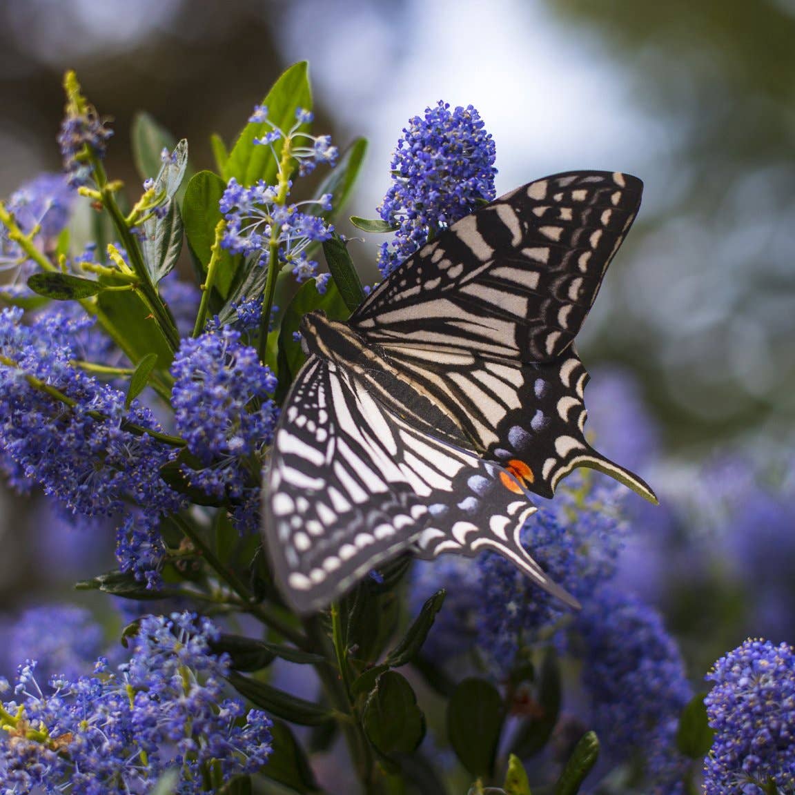 Moth and Myth - Wholesale Craft Supplies - 'Basra' Butterfly 3 piece Set2