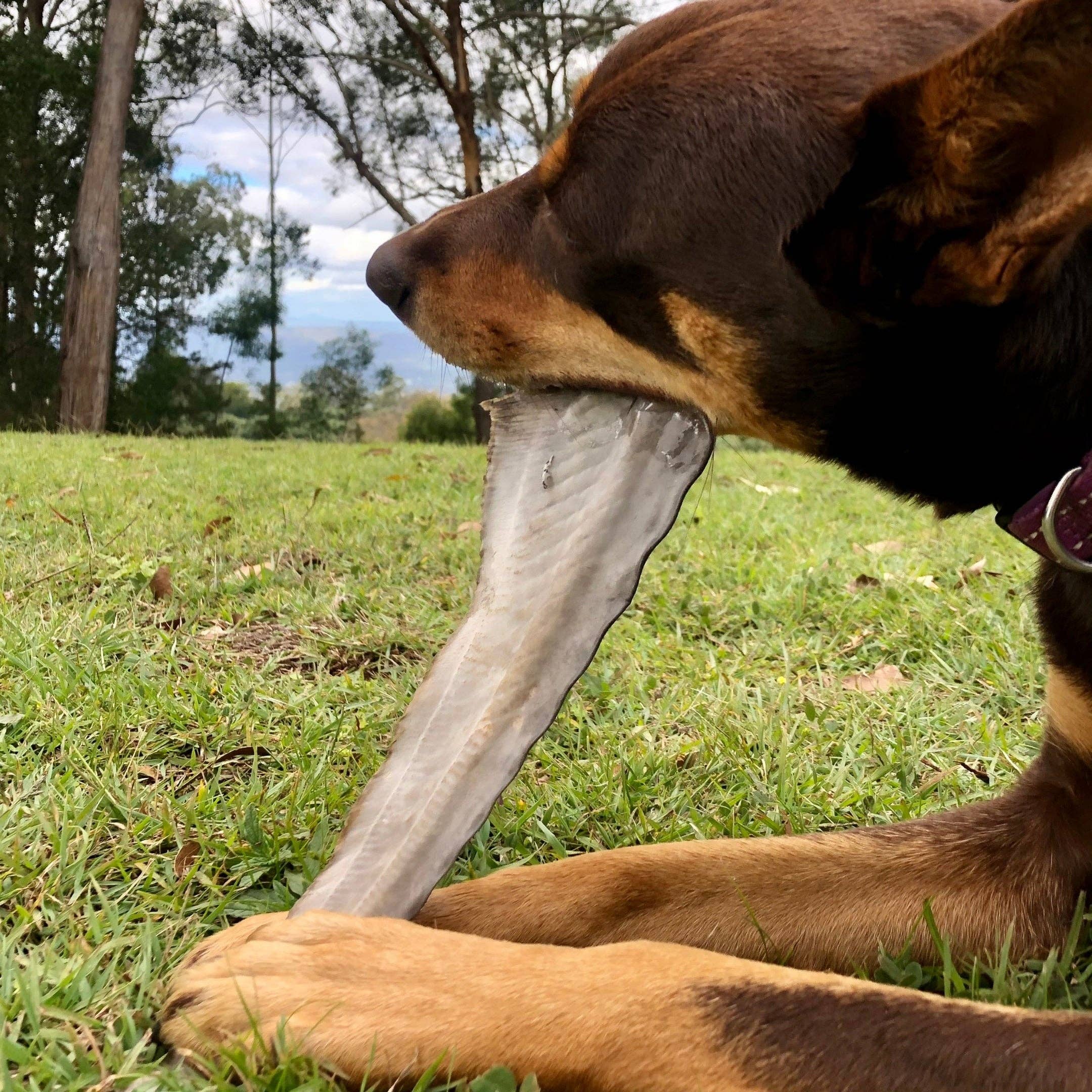 Rover Pet Products – wholesale Pet treats – Dog – Gone Fishn' - Shark Tails1