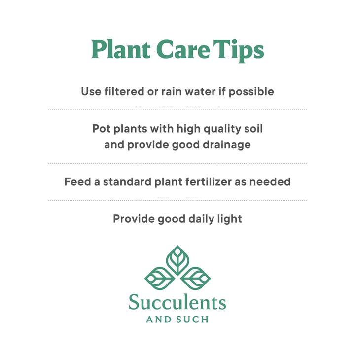 Succulents & Such, Inc. - Wholesale Live Plant - Homalomena Little Gem Liner Plug Tray 72 Count