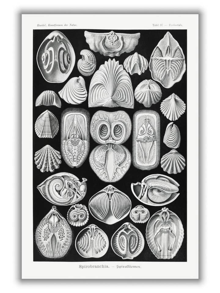 Spirobranchia-Spiralkiemer d'Ernst Haeckel pour la vente par Stanley Print House