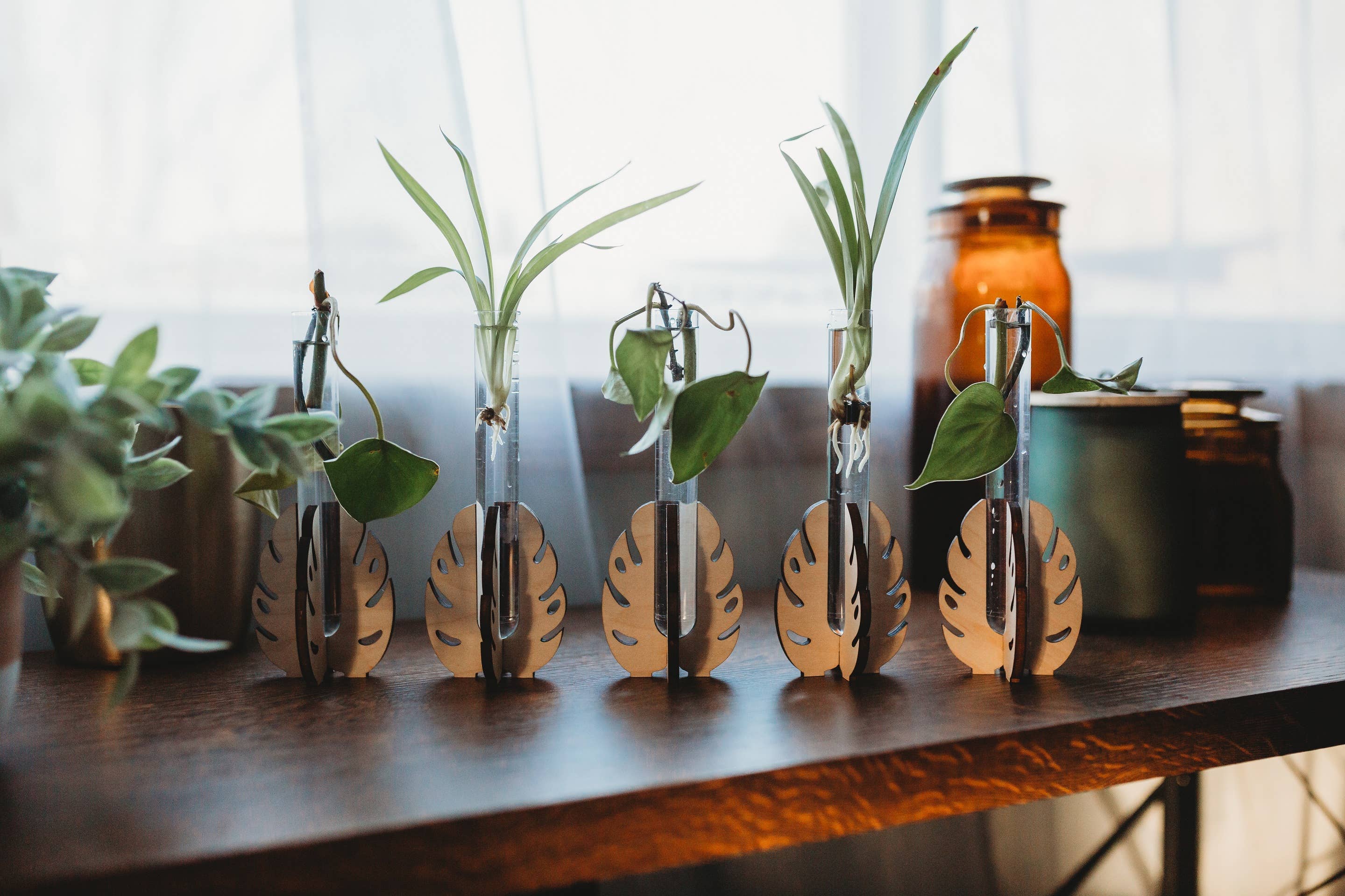 PlantsNsht - Vente Pot - Station de propagation de table Monstera6