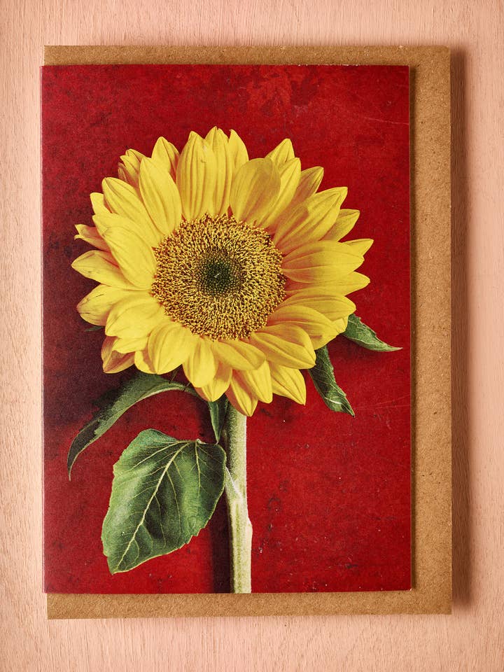'The Sunflower' Greetings Card for wholesale by Jane Scott Flowers