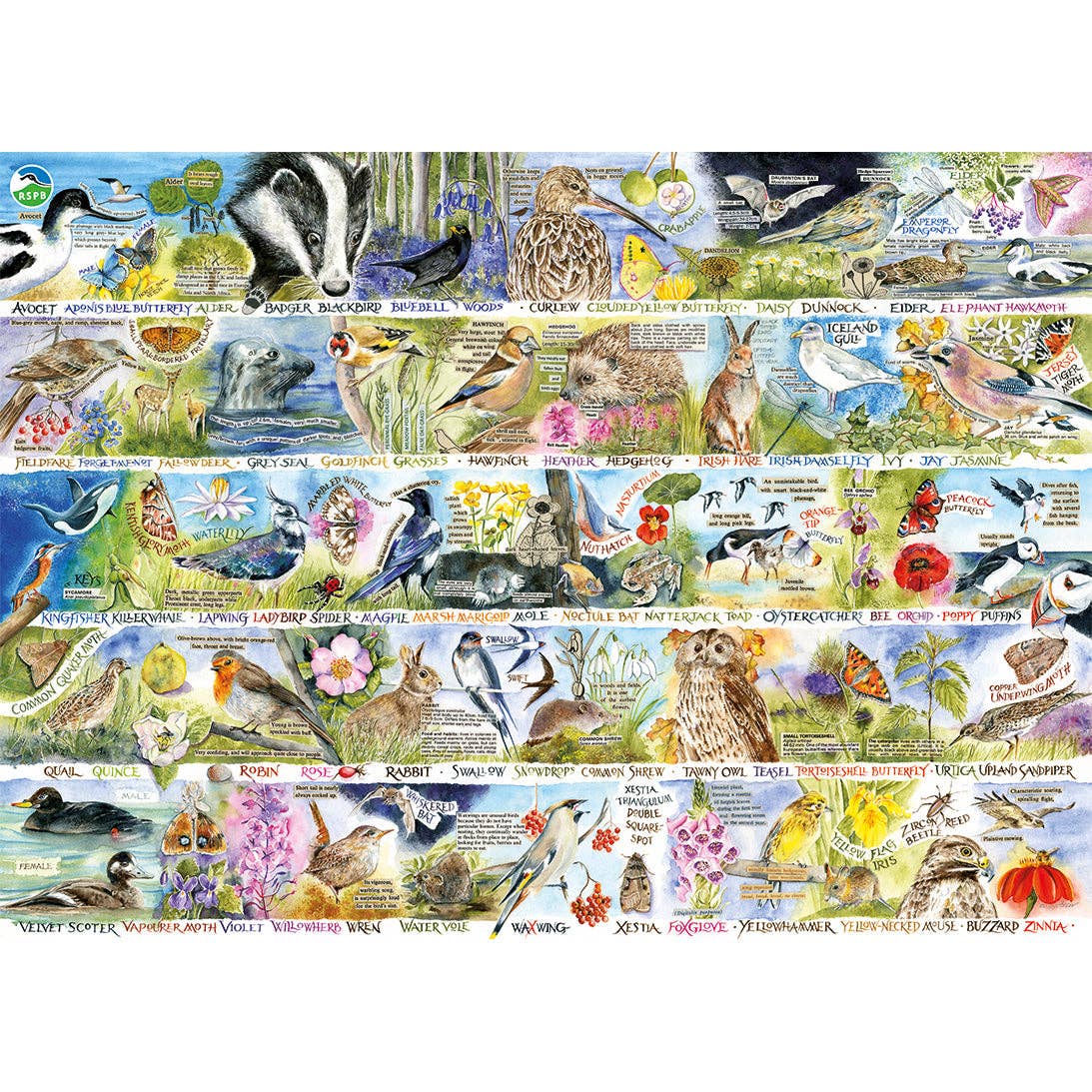 Gibsons Games Ltd – wholesale Puzzle – Adult – RSPB Birdsong & Bluebells 1000 Piece Jigsaw Puzzle3